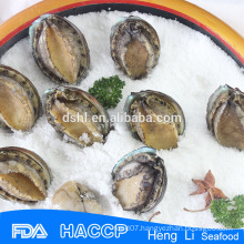 Fresh abalone frozen on sale with ISO Certification